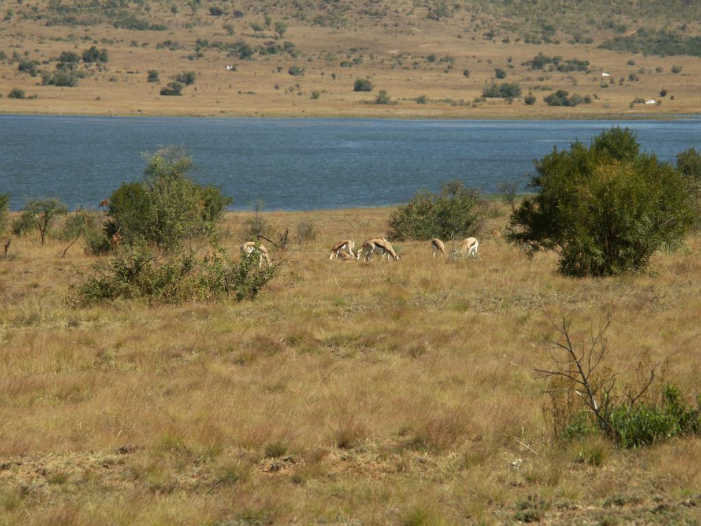 090517_Pilanesberg 069.jpg
